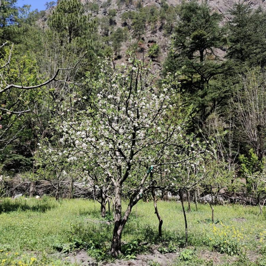 The Royal Orchard Kasol Hotel Екстериор снимка
